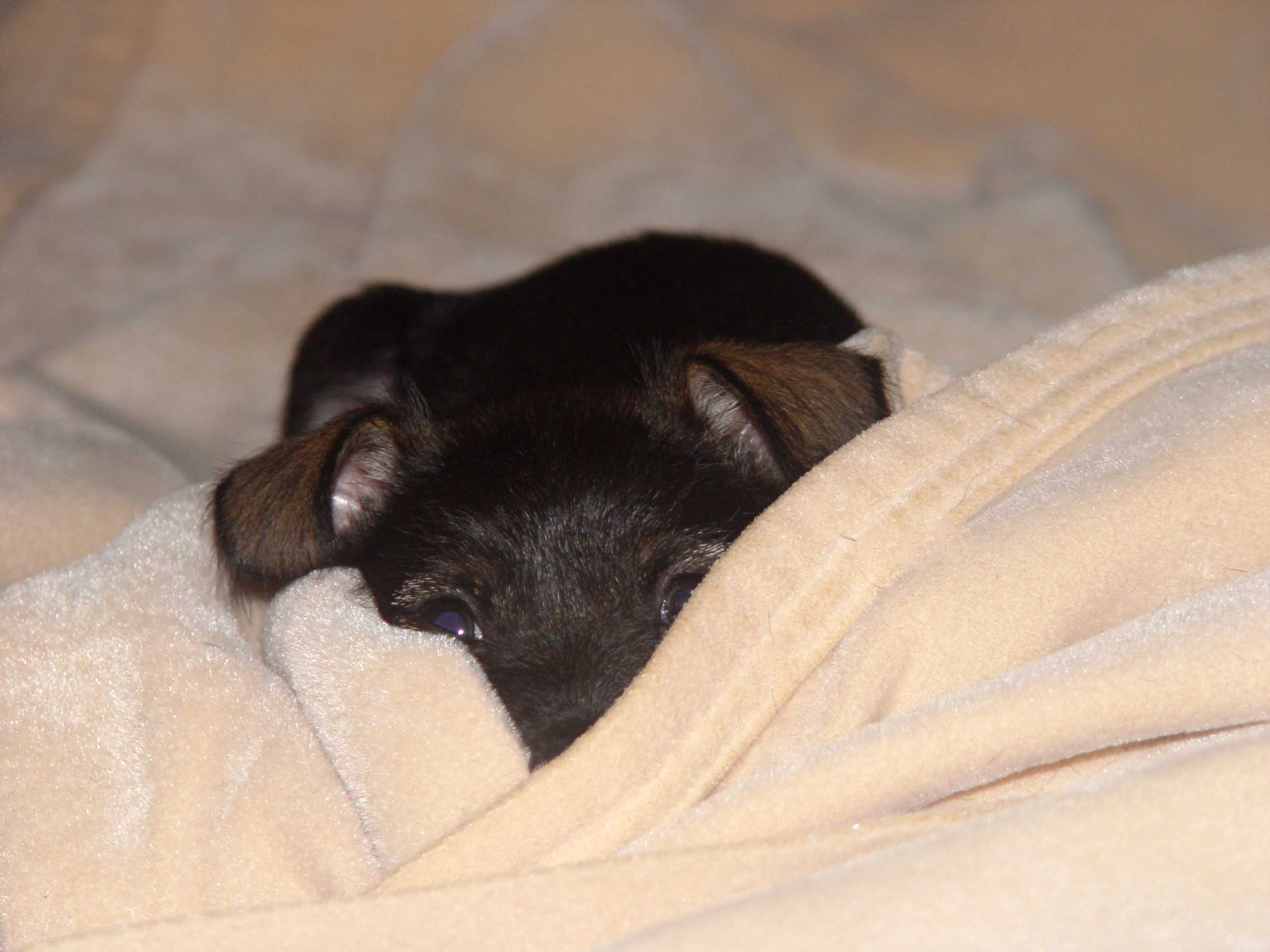 two month old schnauhuahua